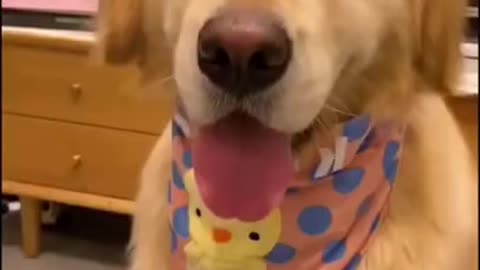 Baby dog taking a bath cleaning up and blow drying and gets ready for the night out