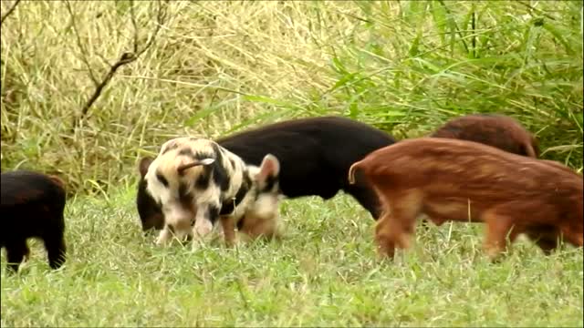 Surprised by Piglets