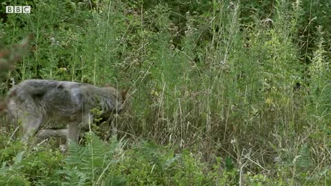 Wolf Pups Seen in the Wild | Expedition Wolf | BBC Earth