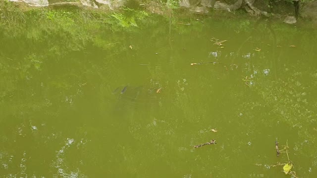 Fish looking for food in spring