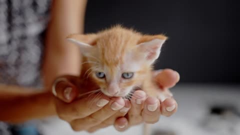 A newborn kittens