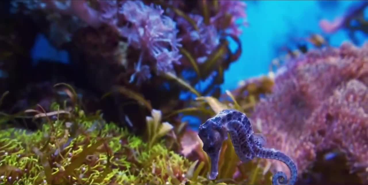 Blue seahorses