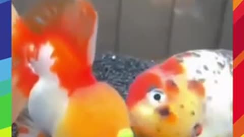 goldfish sucks up pea funny moment