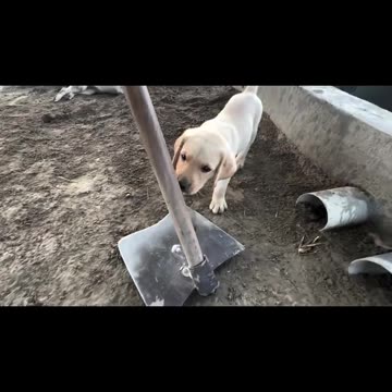 Dodo and shooter dogs fun in garden 🏡