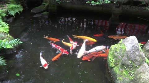 Koi Japanese fish