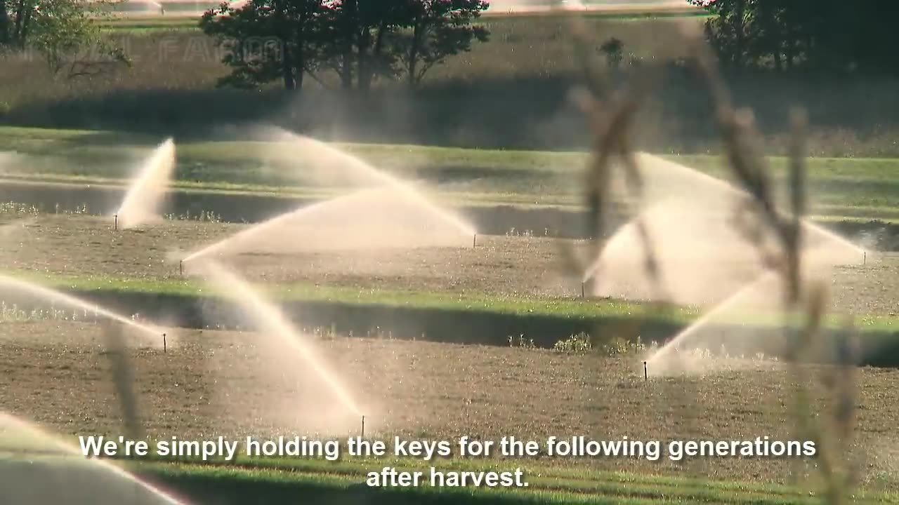 Awesome Fruit Harvest in Water - Cranberry Cultivation and Processing - Cranberry Farm and Harvest