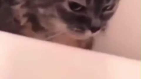 Talking cat short #FunnyClips0408 #Funnyclips #Funnycat #cutecat