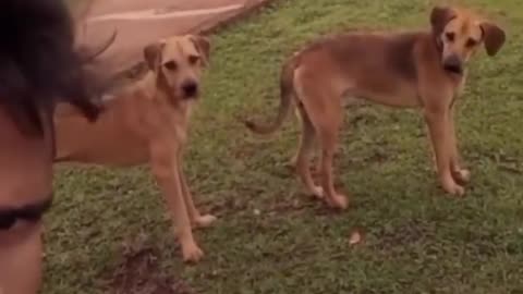 Funny cat and dog