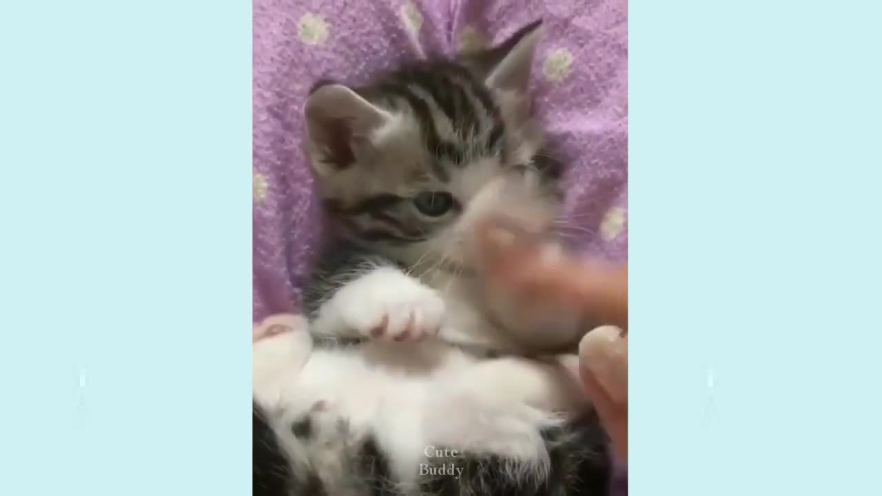 Cute funny pets 🤣 #36