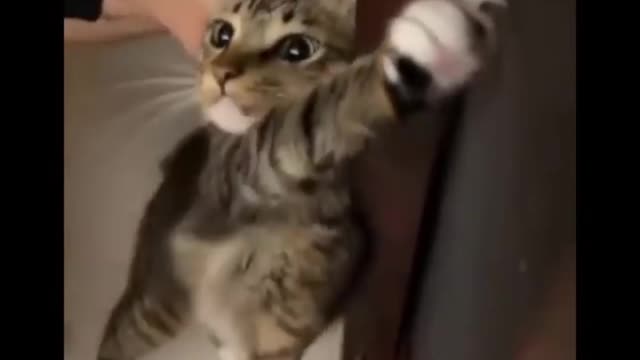cat fun time video