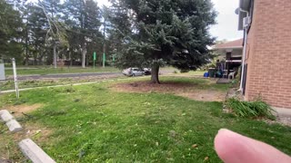 Wild Winds Uproot a Huge Tree in Utah