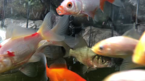 Comet Goldfish Swimming Peacefully