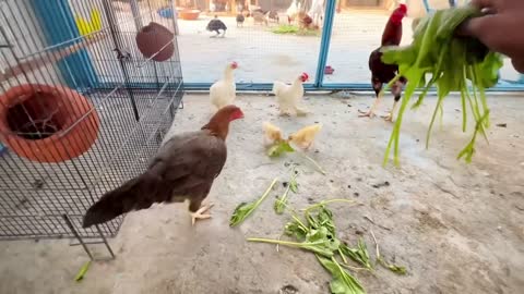 New Parrot Aa Gaya _p22