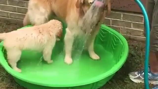 Funny dog 🎥video's