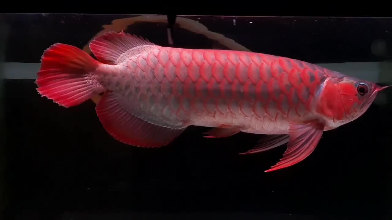 Arowana