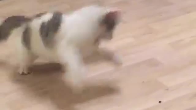 Guy jumping around black bug on wood floors