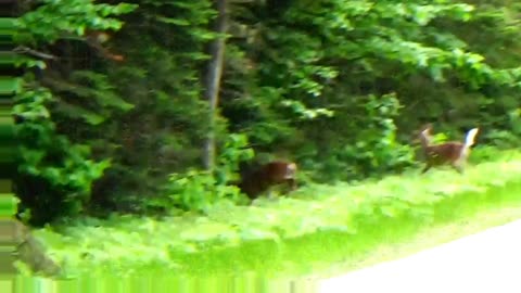 White-tailed deer