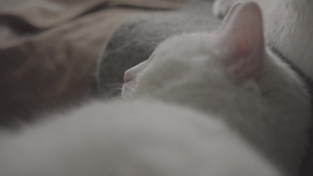 A wonderful white cat goes to sleep