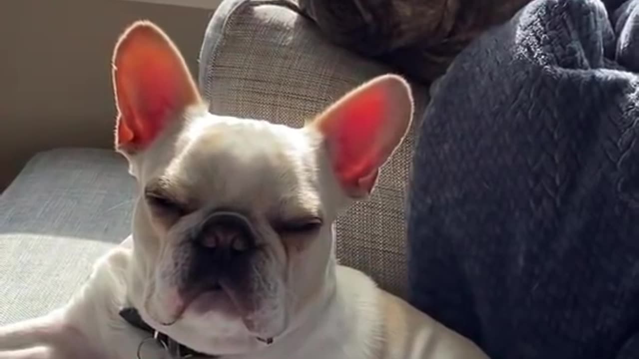 Very very serious my two dogs are doing their job 😂😂😂😂