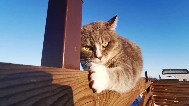 A cat stands on a wooden fence