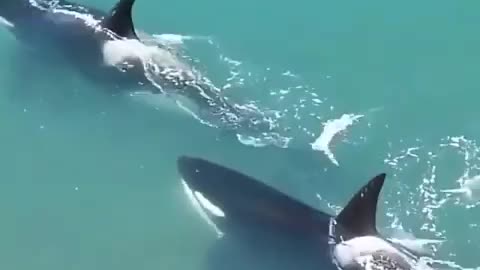 Orcas asesinas captadas en el acto