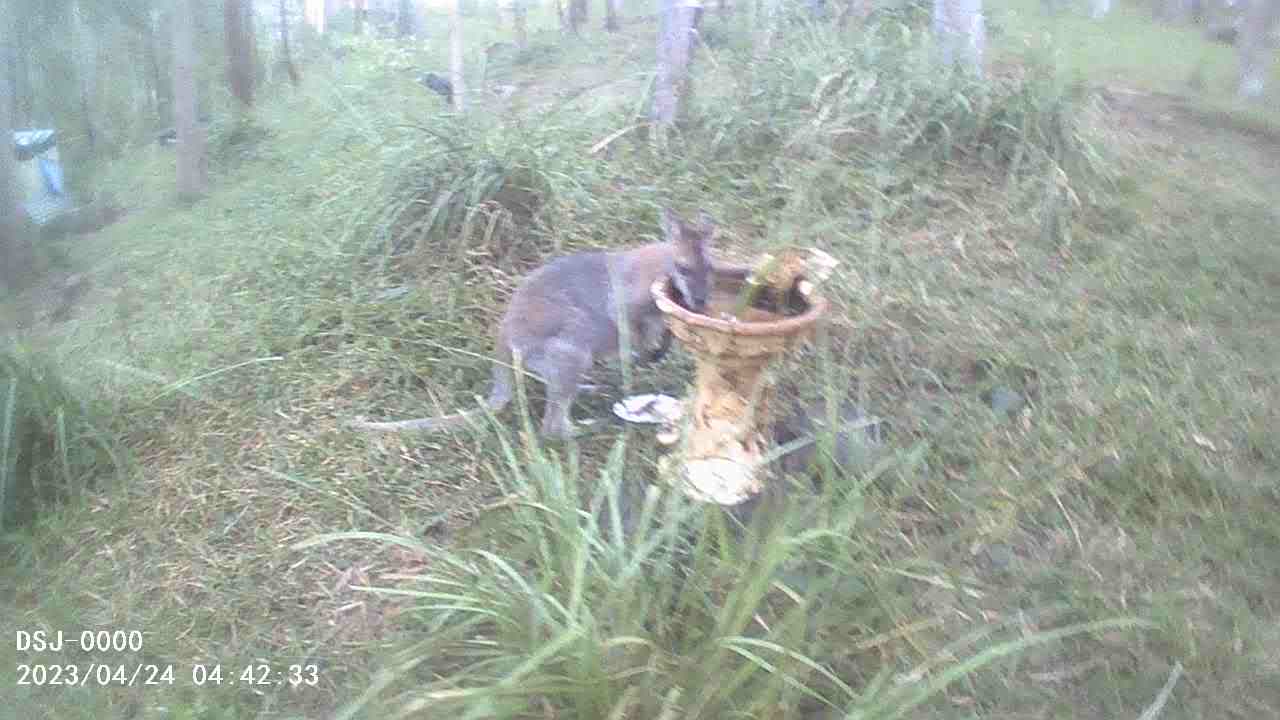 Goggles and Scooty at the Bird Bath pt1