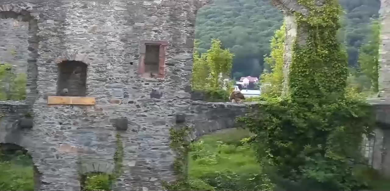 Eagle owls hunt chicks and get another good meal