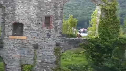 Eagle owls hunt chicks and get another good meal