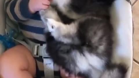 Baby and Husky BFFs Cuddle Together! #fouryou #viral #funny