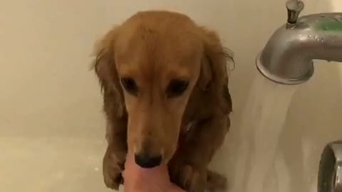 Brown dog playing with water in bathtub