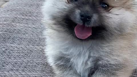 Cute baby funny dog