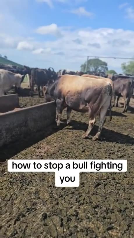How to stop a bull attack