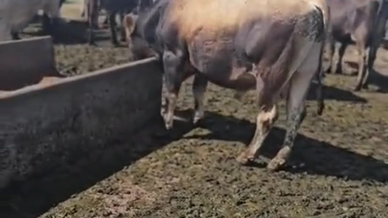 How to stop a bull attack