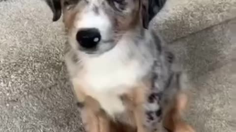 They are so cute dogs. I love them so much