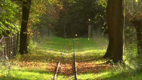 A strange view of a train in a forest with autumn