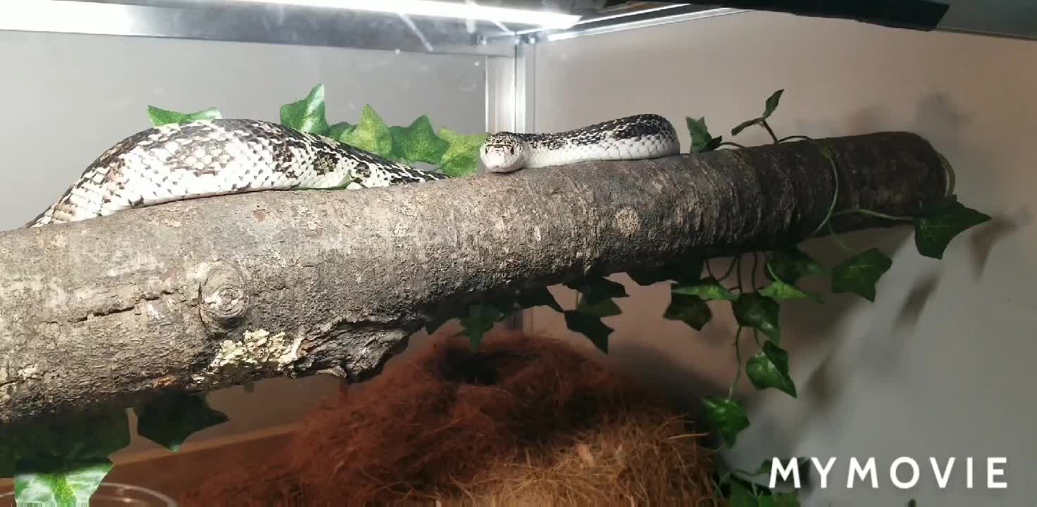 Northern Pine Snakes