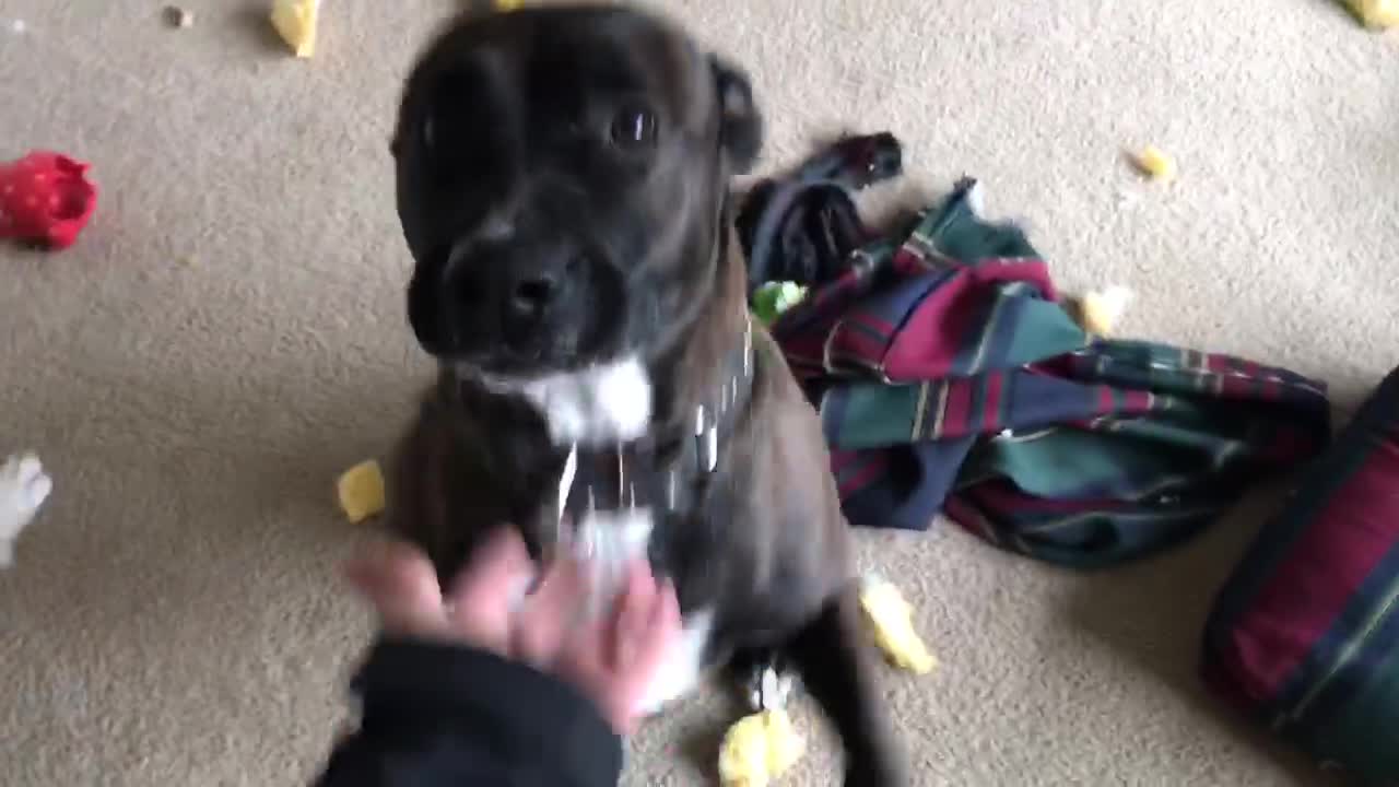 Dog Decimates Couch Because Her Owner Left Her Alone At Home