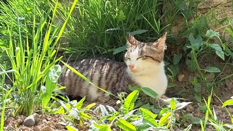 Cute stray kittens and resting stray cat.