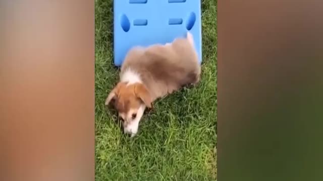 Super Cute Cats and Dogs Video Compilation 2021😘 Sticky Paws