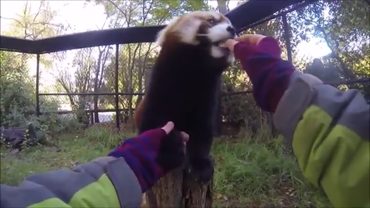 Most Adorable Red Panda - CUTEST Compilation