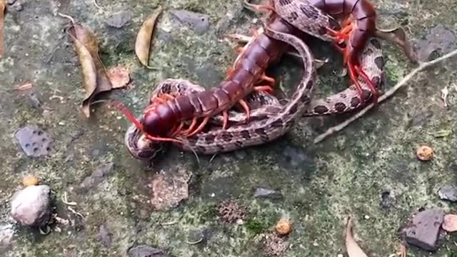 Snake fight