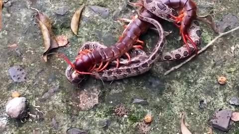 Snake fight