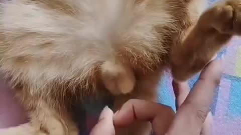 The cat was called up by its owner