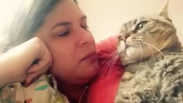 Talking cat says NO to kisses Funny clip