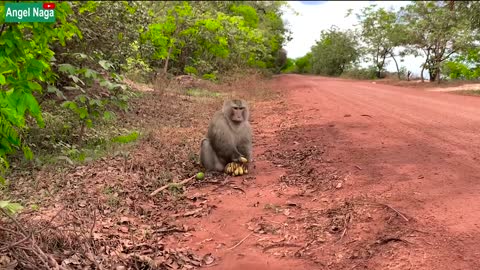 Dog and monkey play action prank