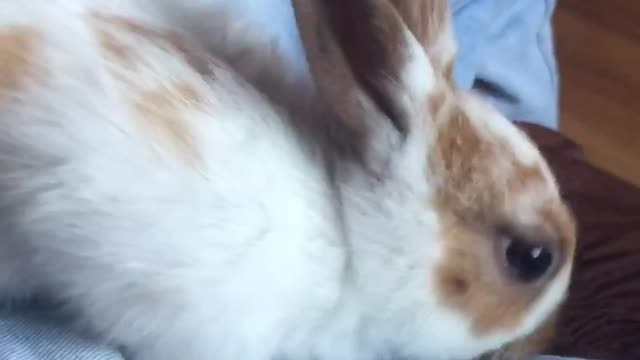 my rabbit loves music and affection