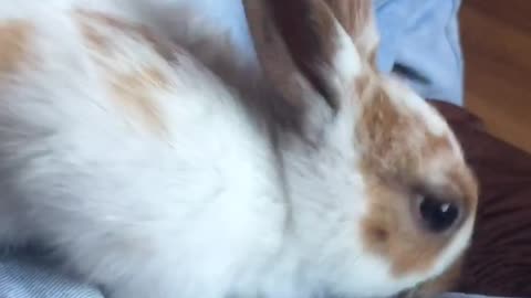 my rabbit loves music and affection