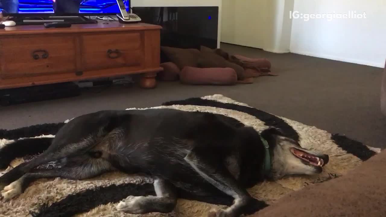 Black dog on back on top of rug playing briefly gets tired and stops moving