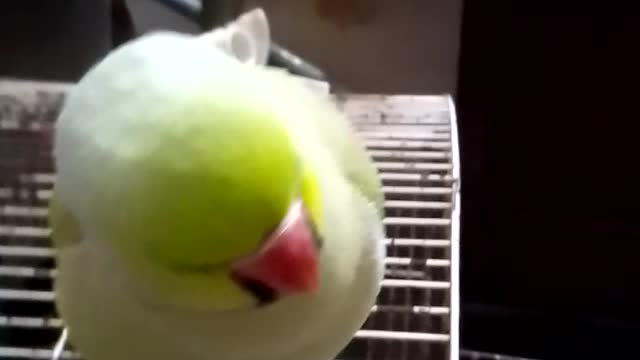 Parrot does not want any disturbance