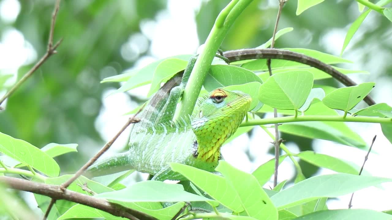 Close-up View Of An Iguana On A Tree